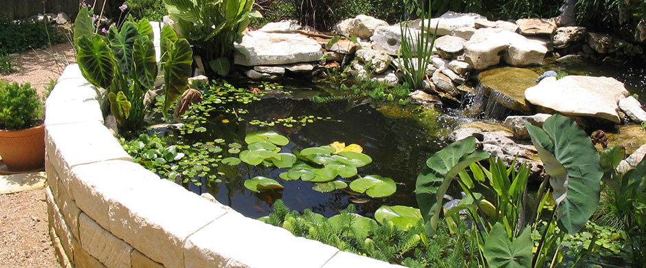 lilly pond