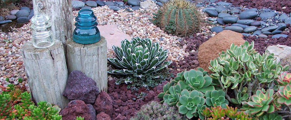cactus garden