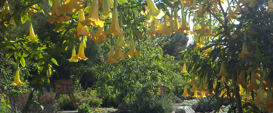trumpet blossoms