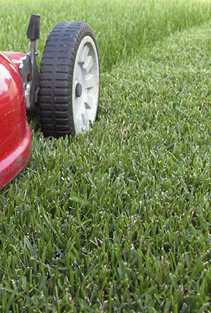 grass and lawnmower