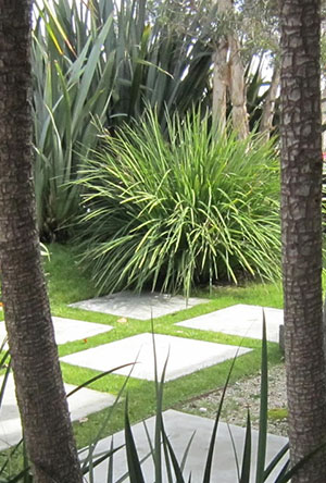 succulent garden