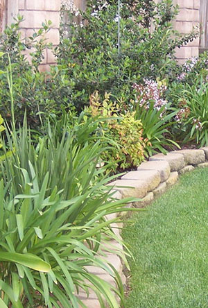 native plants