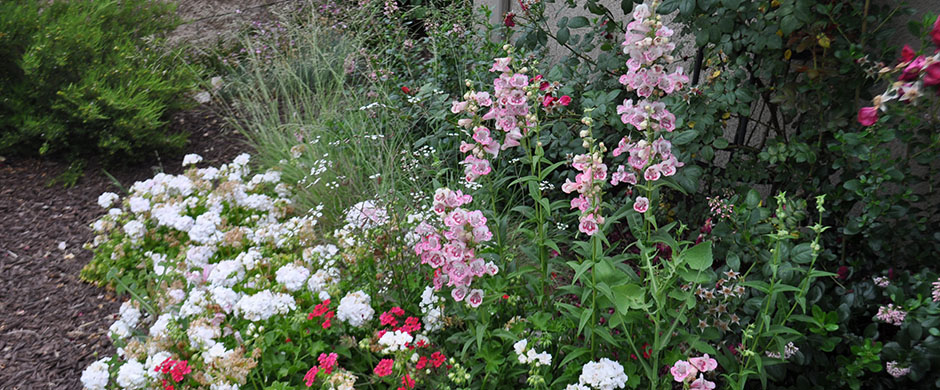 flowers 1
