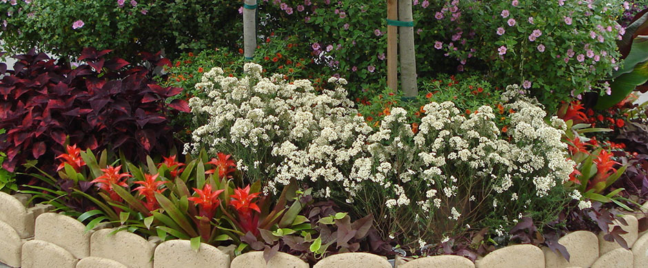 flowers 2