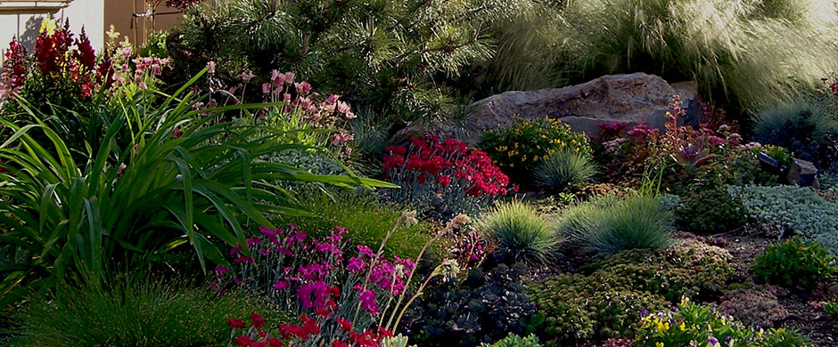 plants