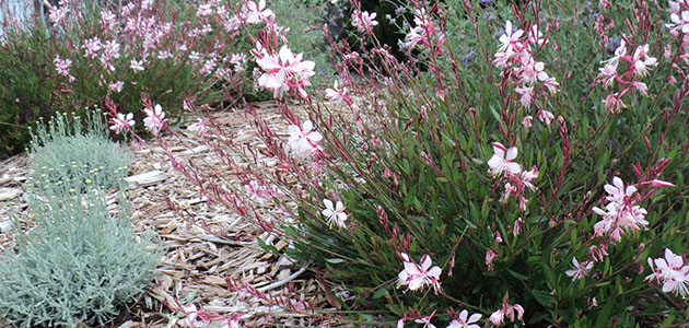native plants